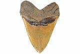 Giant, 6.04" Fossil Megalodon Tooth - North Carolina - #199685-2